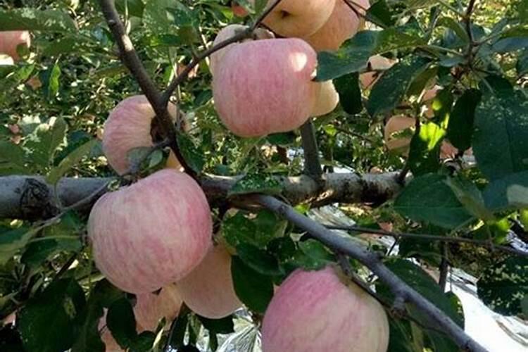 每天给果树上喷钾肥果实着色吗