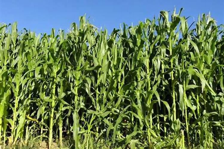 鱼蛋白使用注意事项