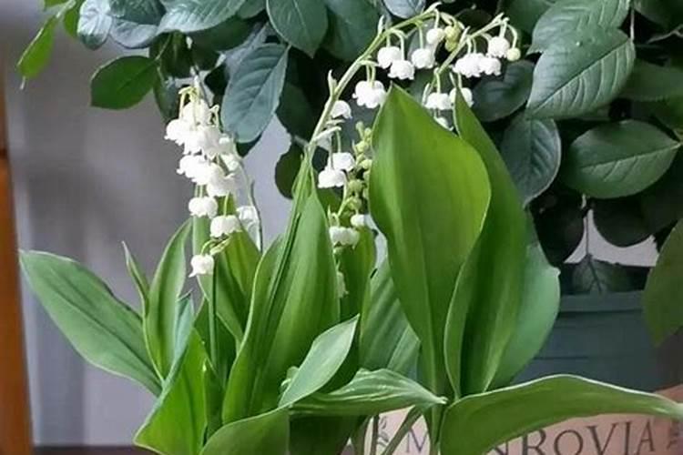 腐植酸肥料有哪些