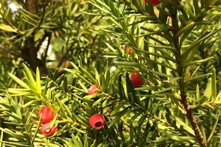 红豆杉一般施什么肥料 怎么施肥