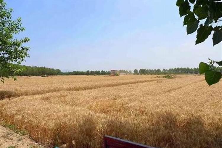 黄烟种植一年赚多少钱？