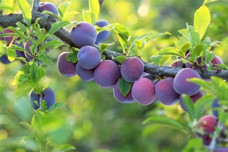 矿源黄腐酸钾和尿素一起撒施可以吗