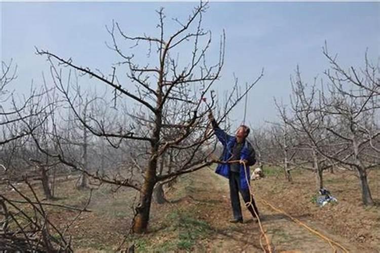 桔子树开花时要打什么药保花吗？