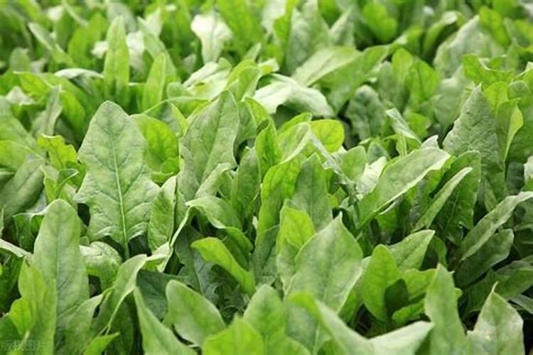 花施氮磷钾肥使用方法