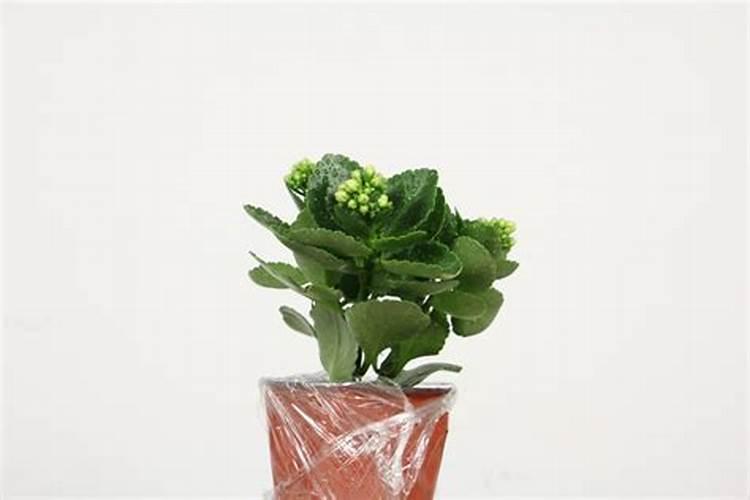 水产养殖中红糖和黄腐酸钾一起可以肥水吗