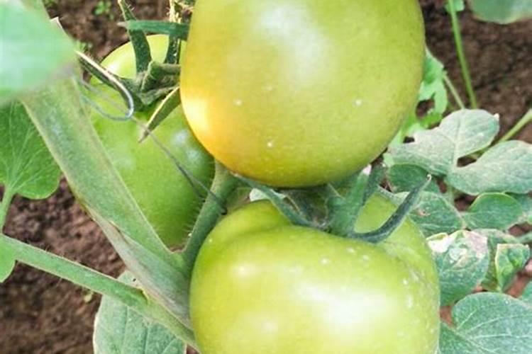 哈密瓜怎么去皮