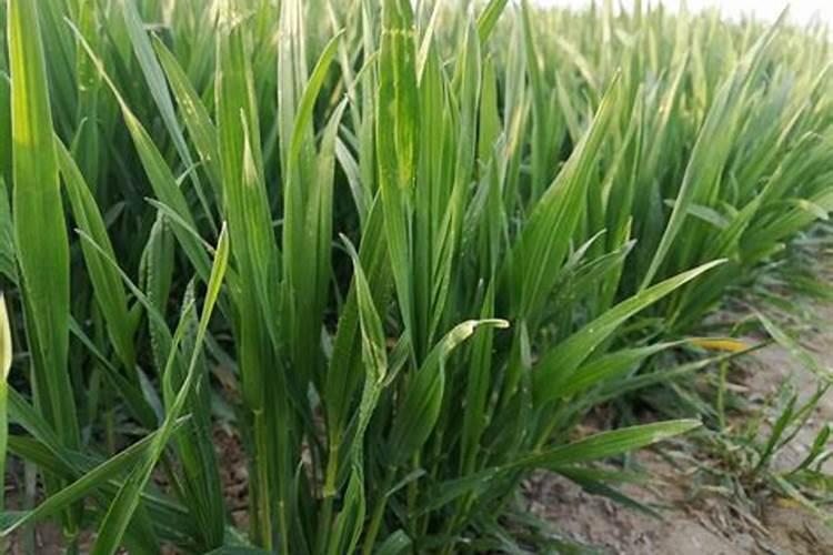 如何用哈密瓜、西瓜、苹果做出简易好看的果盘呢？