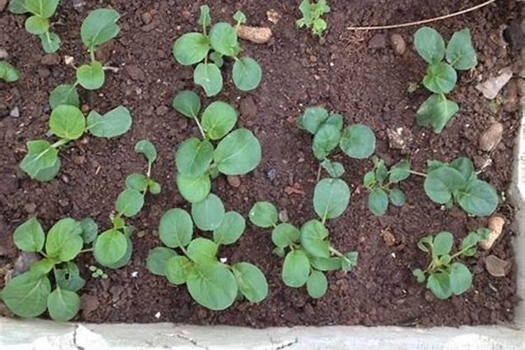 各种蔬菜种植后几天可以施肥？