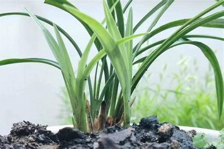 锌肥在玉米上怎样使用