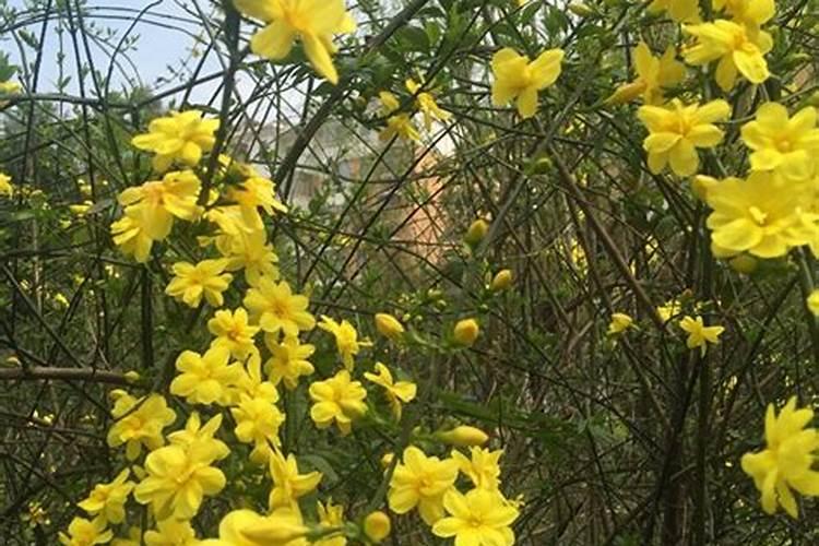 氨基酸叶面肥使用技巧以及注意事项