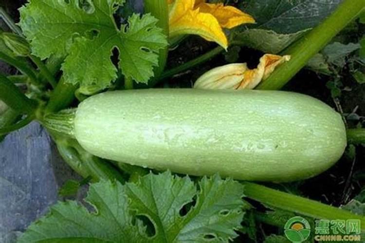 西葫芦如何长的快