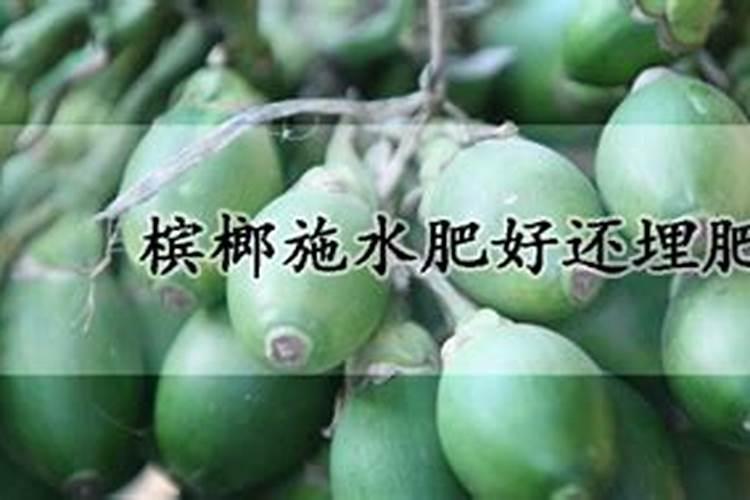 当槟榔花呈现装多果多现象时,要怎样处理,步骤请详细说明？