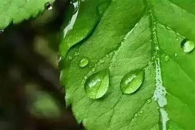 营养液是浇根部还是喷叶面