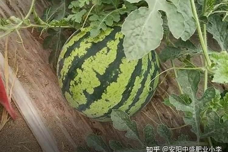 西瓜施肥用什么肥料