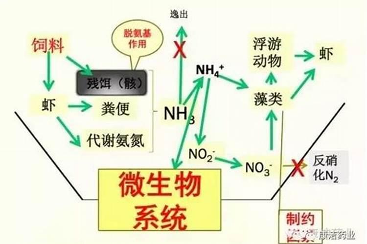 虾、蟹养殖中的常用的补钙方法有哪些？