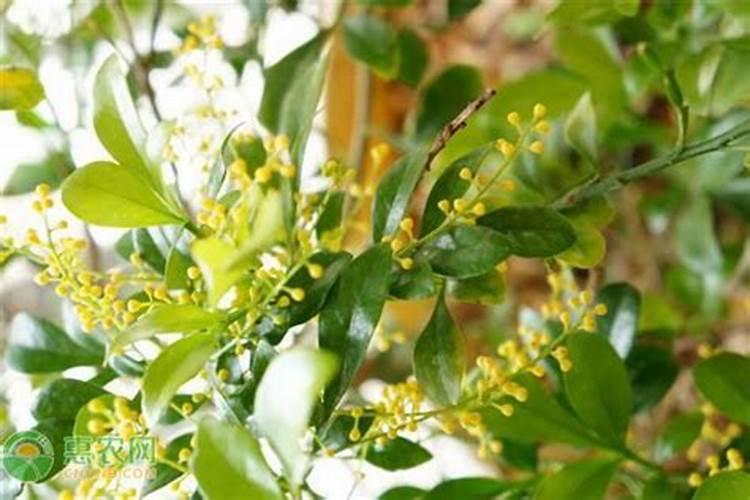 棉花受旱打叶面肥有用吗？