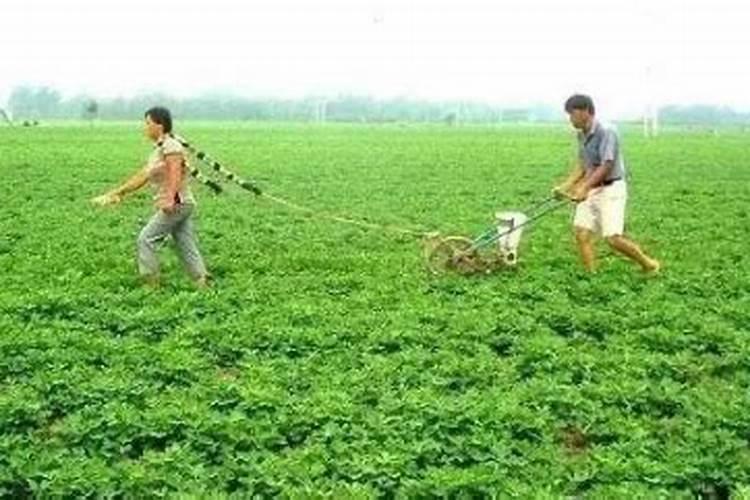 三角梅用什么肥料开花