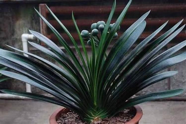 哪些室内盆栽不适合页面喷洒？