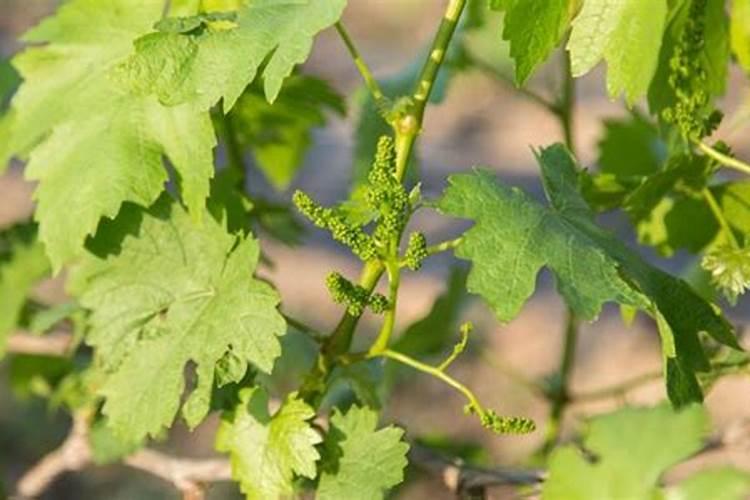 夏黑葡萄开花前期施啥肥最好