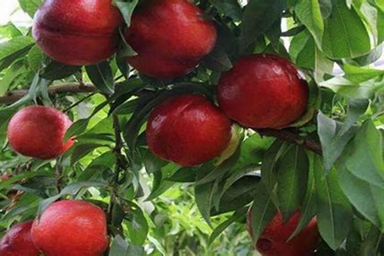 小桃树苗用什么肥长得快 如何合理施肥