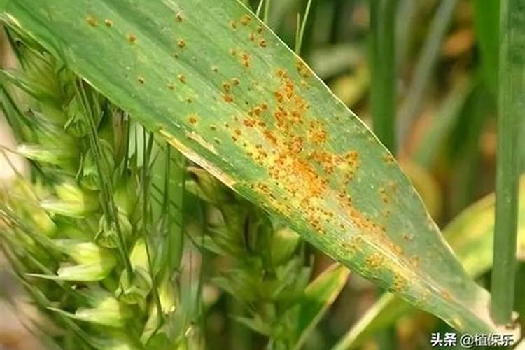 小麦锈病的发病原因 怎么防治
