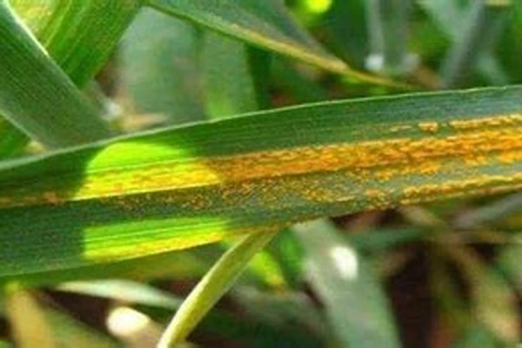 请问专家小麦条锈病在灌浆期后还能防治吗？