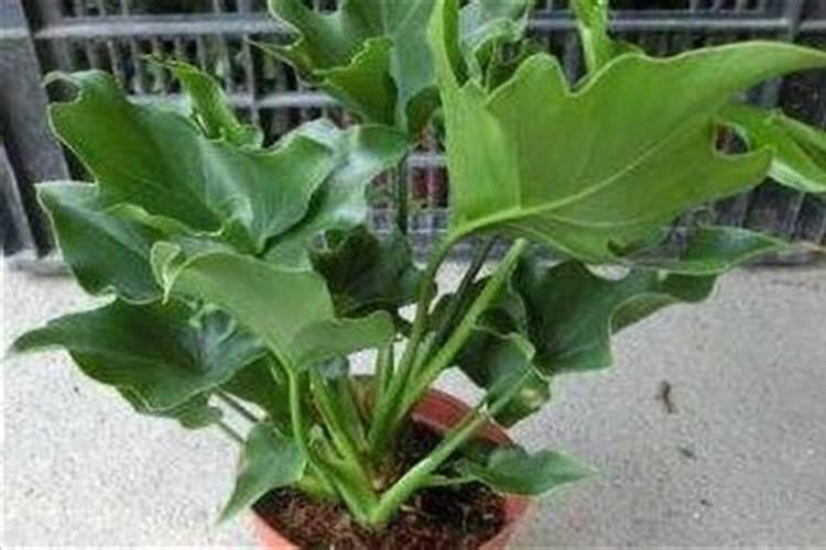 桃树什么时候施肥效果好,桃树施肥最佳时间