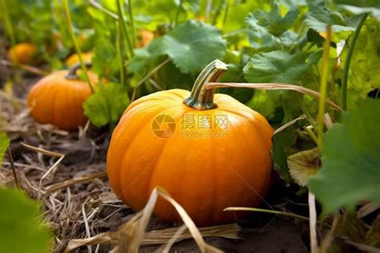 草莓开花前期用什么肥