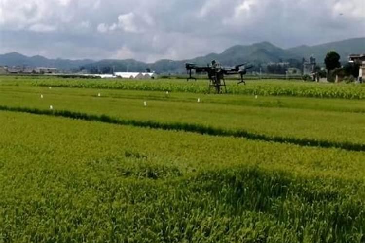 果树叶面肥喷施时间、喷施方法及其用量