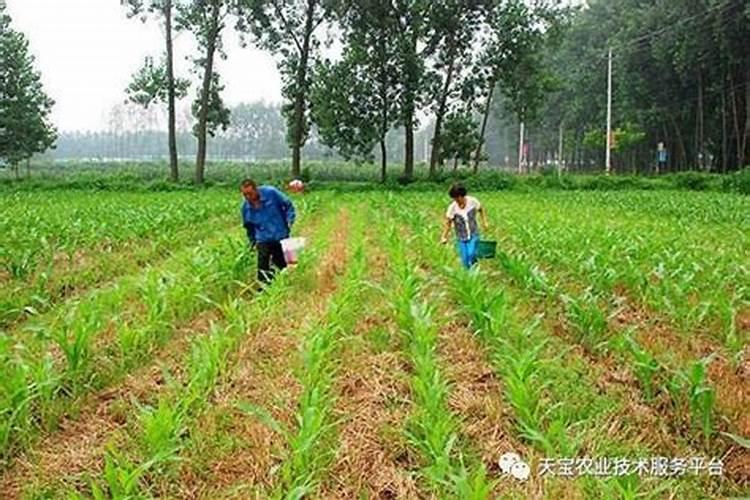 棉花后期需要什么肥料