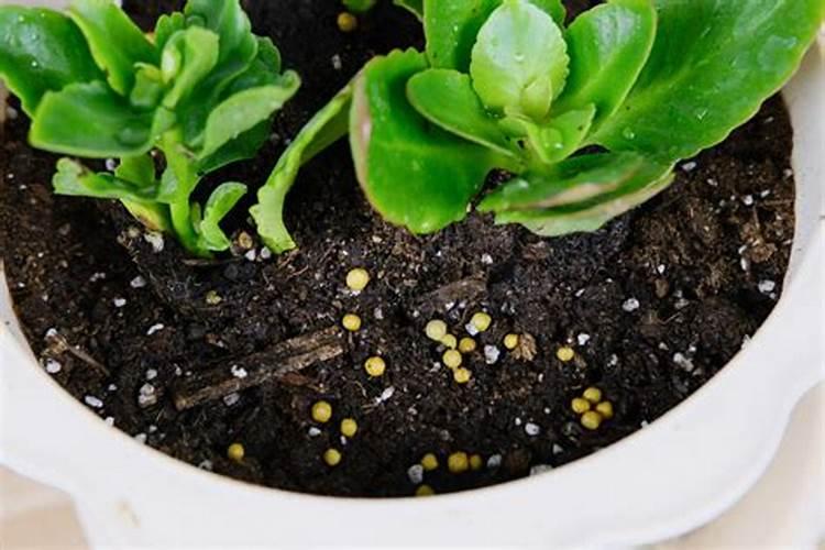 长寿花施什么肥粗壮叶子肥