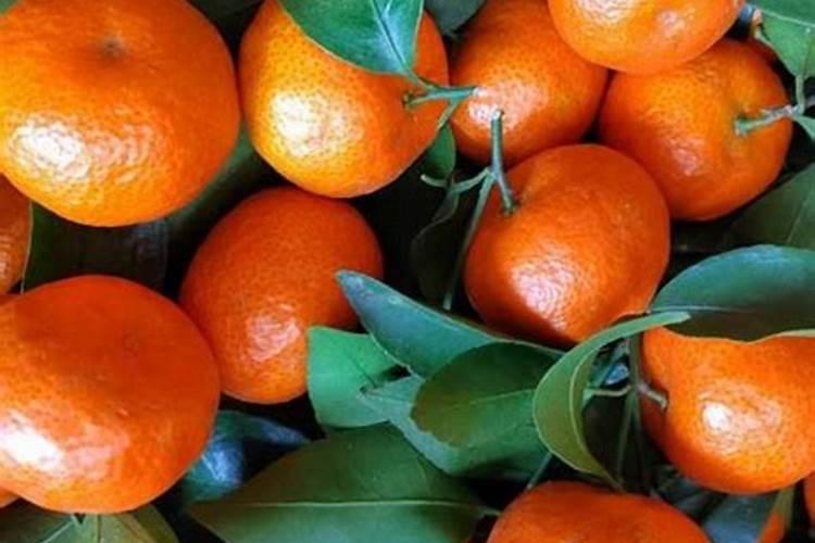 玉米矮丰几个叶片打最好？