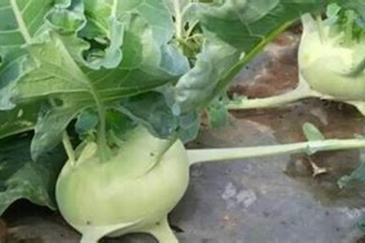 夏天怎么种大头菜 夏天如何种大头菜