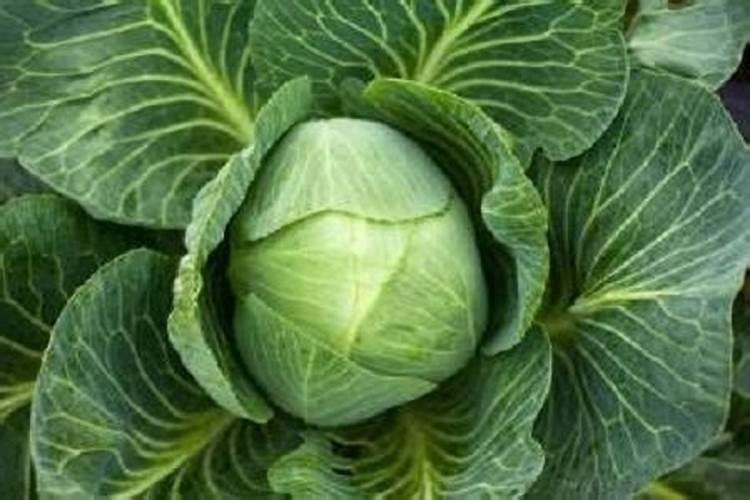 大头菜黑心是什么原因