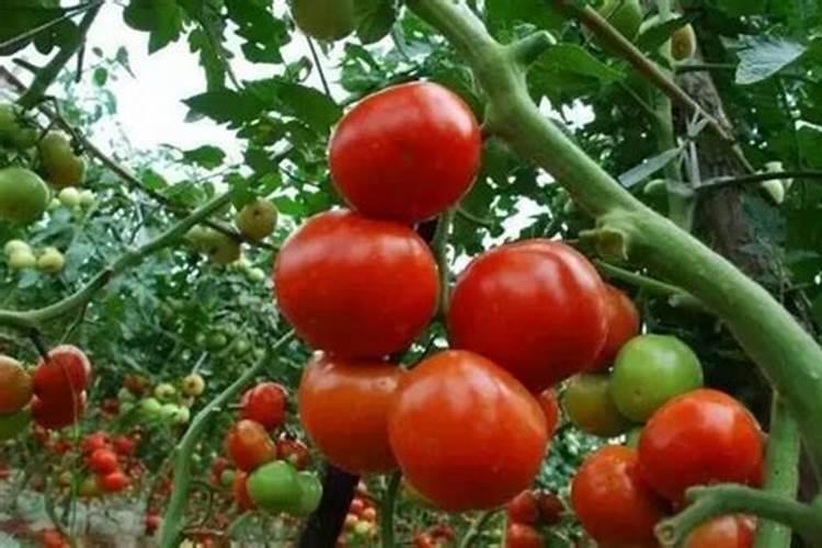 硝酸钾和硫酸钾哪个膨大好