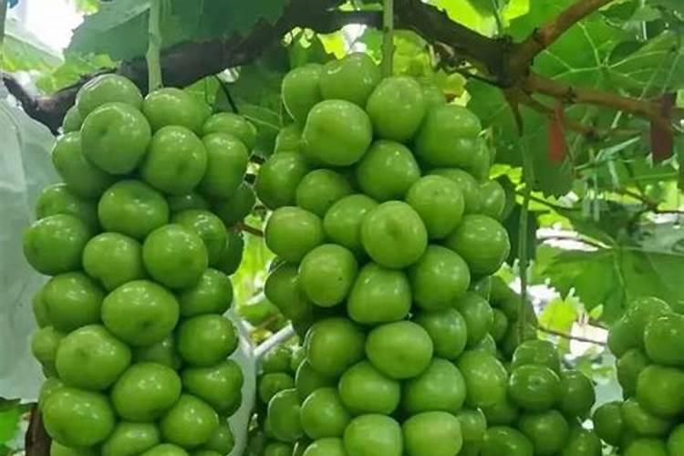 硫酸镁可以做肥料吗