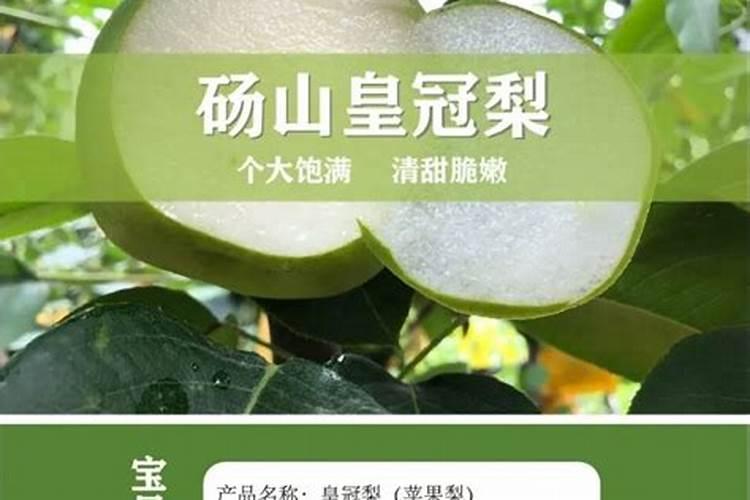 新种茂谷柑如何施肥？