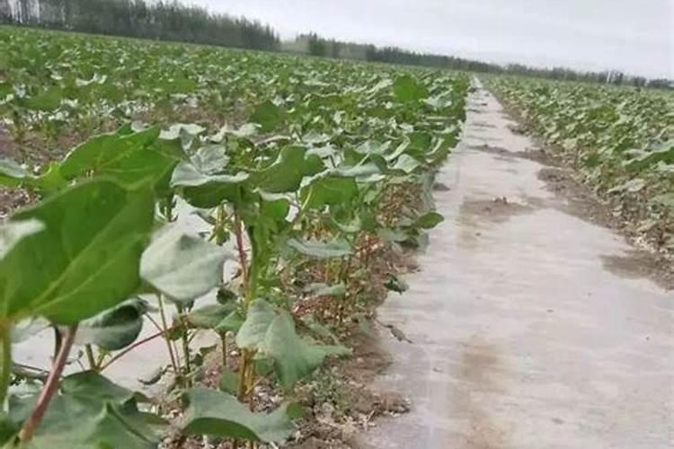 棉花中后期用什么肥料好 可以施加复合肥吗