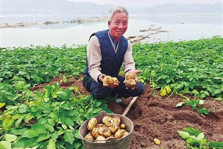 钾硼配施效果好,该怎么做呢？