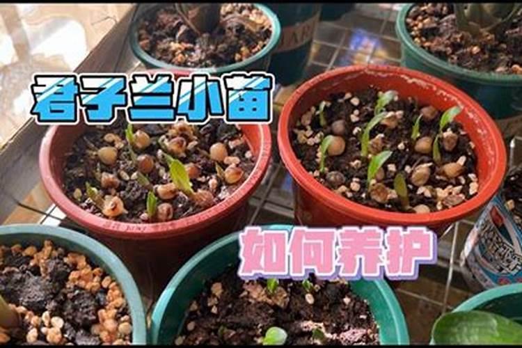 果树叶面施肥要注意什么