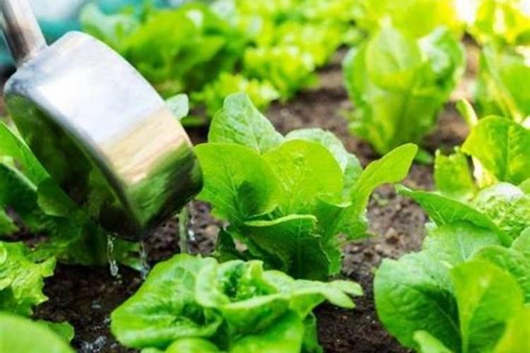 种菠菜用什么肥料