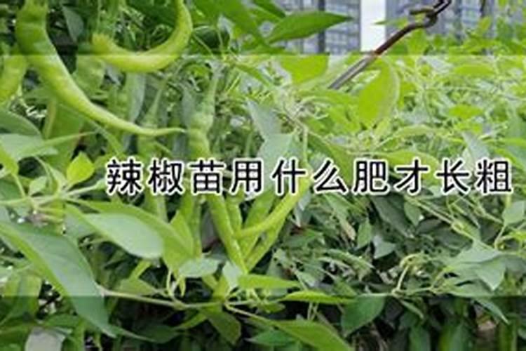油菜花期打什么药