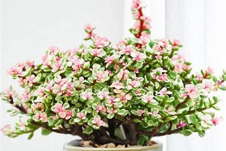 金枝玉叶用什么肥料