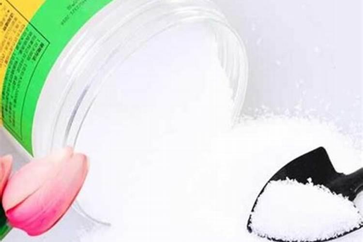 给金枝玉叶浇一勺“促桩肥”,枝干挺拔,好越冬