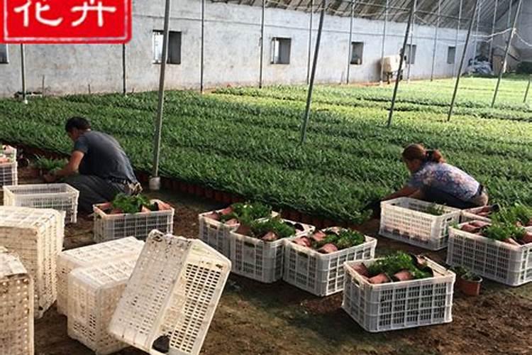 果树叶面肥喷施八注意 种果树需要注意什么