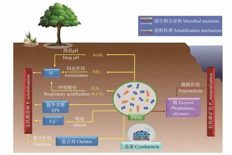 钾肥和磷肥能一起用吗 钾肥和钙肥可以混用吗