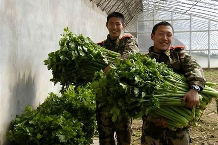 种植西芹时西芹叶柄裂开,该如何去应对？
