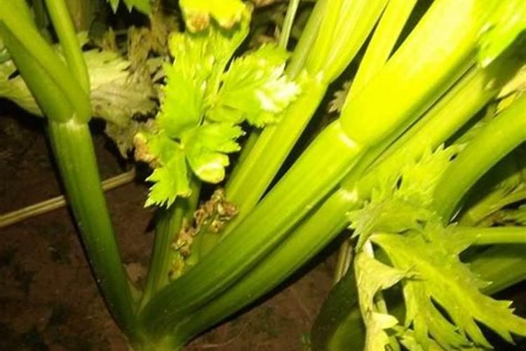 桔子树施肥叶子怎么变黄了,烂根处理更换盆土养护