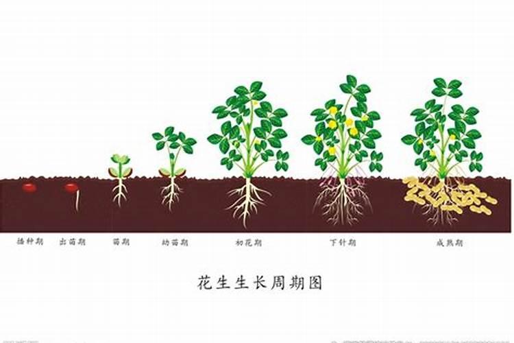 花生应该施含什么最多的肥