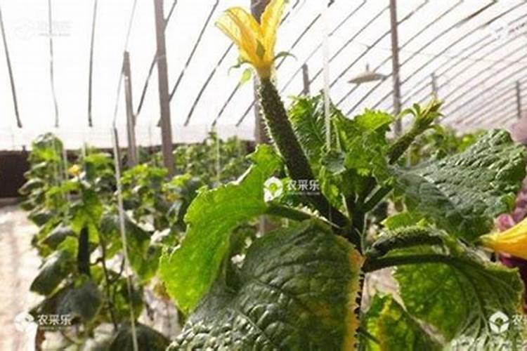 我家大棚黄瓜瓜打顶龙头小怎么办